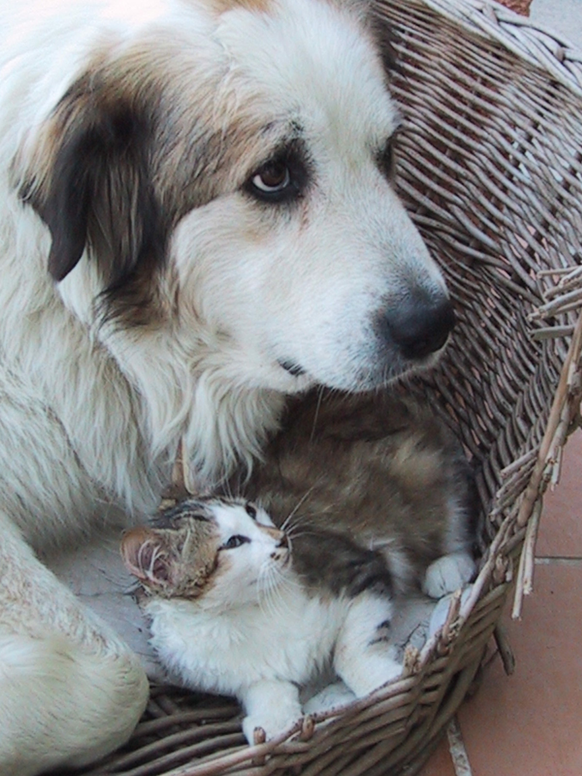 In Sicherheit.jpg (1200 x 1600)